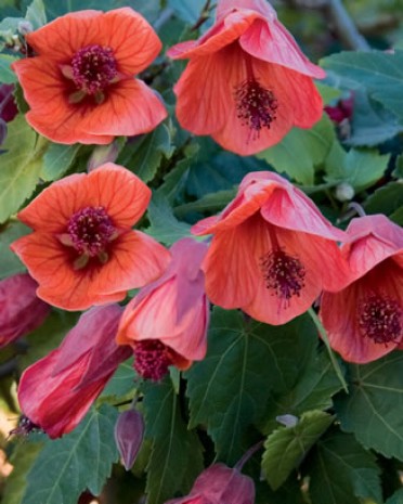 Abutilon 'Fairy Coral Red'