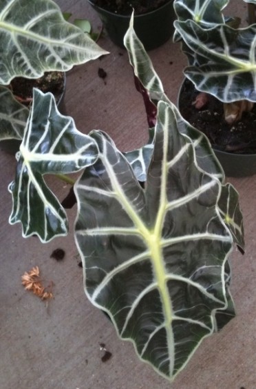 Alocasia amazonica 'African Mask'