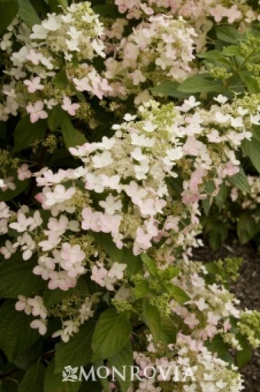 Angel's Blush® Hydrangea