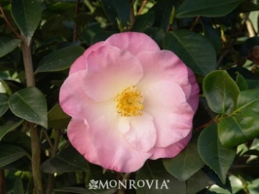 April Remembered Ice Angels® Camellia