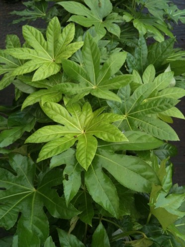 Aralia sieboldii 'Fatsia'