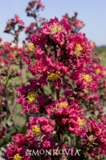 Arapaho Crape Myrtle