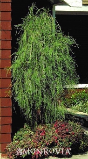 Arborvitae 'Weeping Threadleaf'