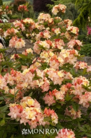 Azalea 'Cannon's Double'