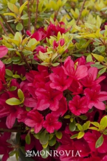 Azalea 'Coral Bells'