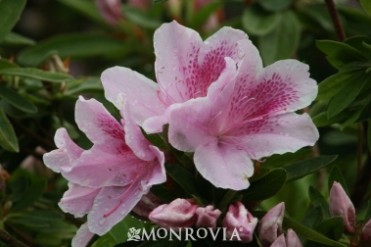 Azalea 'George L. Taber'