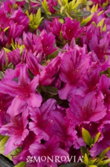 Azalea 'Girard's Fuchsia'