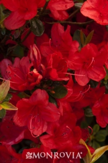 Azalea 'Girard's Hot Shot'