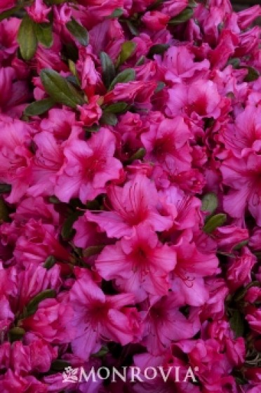 Azalea 'Girard's Roberta'