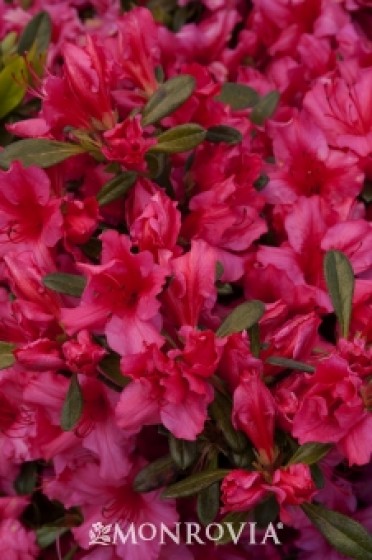 Azalea 'Girard's Rose'