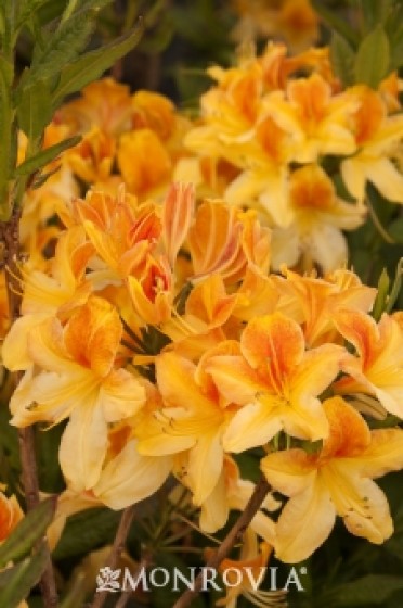 Azalea 'Golden Flare'