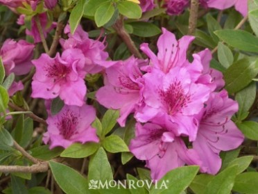 Azalea 'Herbert'