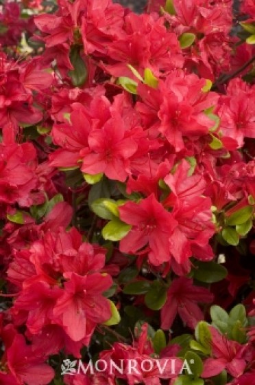 Azalea 'Hino-Crimson'