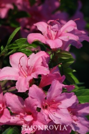 Azalea 'Imperial Princess'