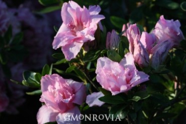 Azalea 'Imperial Queen'