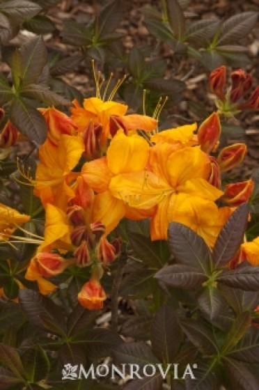 Azalea 'Klondyke'