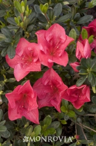 Azalea 'Nuccio's Wild Cherry'