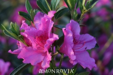 Azalea 'Phoenicia'