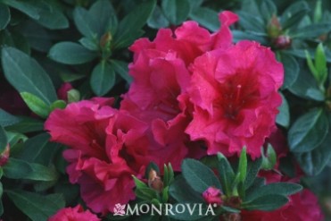 Azalea 'Red Ruffles'