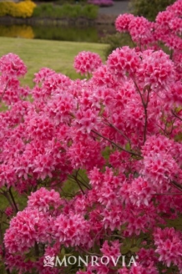 Azalea 'Rosy Lights'