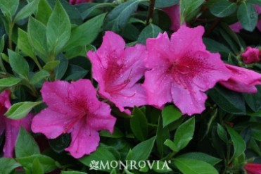 Azalea 'Southern Charm'