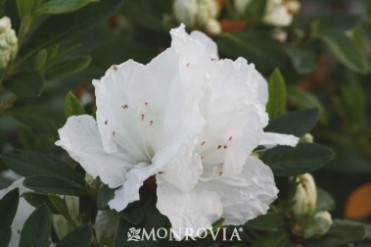 Azalea Alaska 