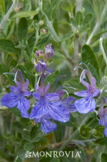 Azure Bush Germander