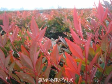 Bamboo 'Gulf Stream Heavenly'