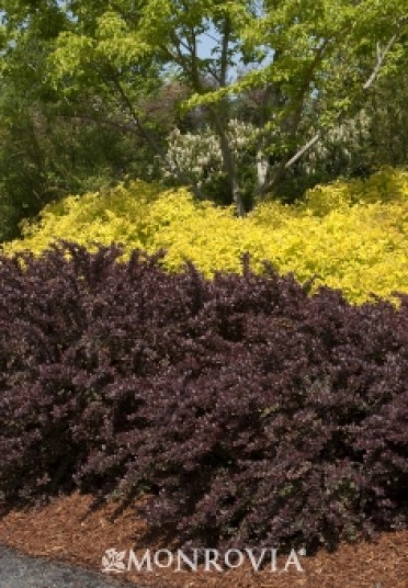 Barberry 'Crimson Pygmy' Dwarf Japanese 