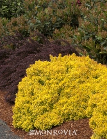 Barberry 'Golden Nugge'=t' Dwarf Japanese 