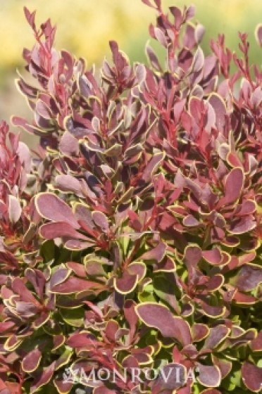 Barberry 'Golden Ruby'