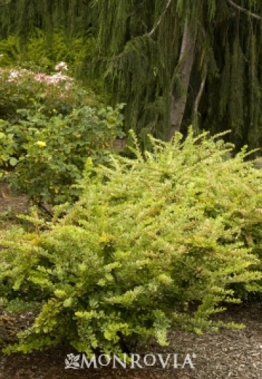 Barberry 'Lime Glow Japanese'