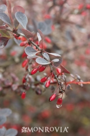 Barberry 'Red Leaf Japanese'