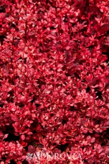 Barberry 'Rose Glow' Japanese 