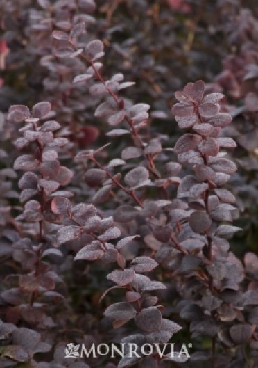 Barberry Japanese 'Royal Cloak'  