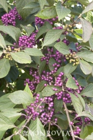 Beautyberry 'Profusion'
