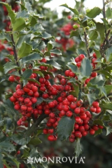 Berri-Magic® Royalty Holly Combination