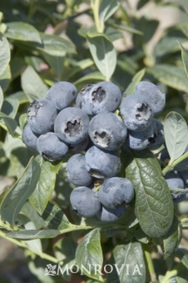 Blueberry 'Southmoon'
