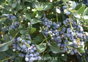 Blueberry Top Hat