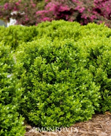 Boxwood 'Faulkner'