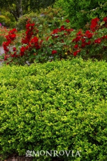 Boxwood 'Green Beauty'