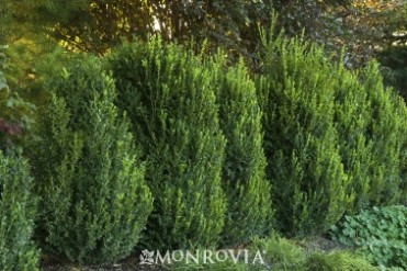 Boxwood 'Green Mountain'