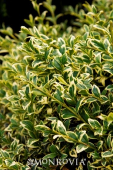 Boxwood English Variegated 