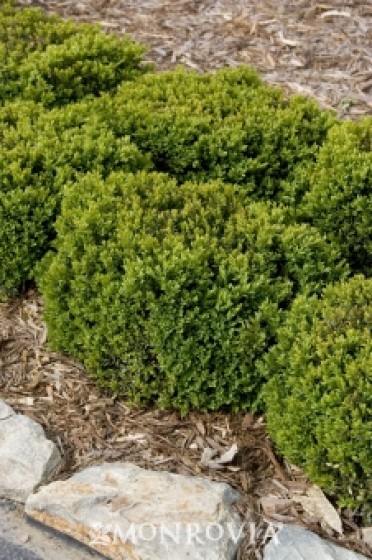 Green Velvet Boxwood