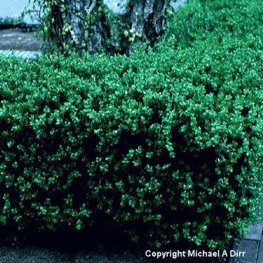 Boxwood 'Japanese'