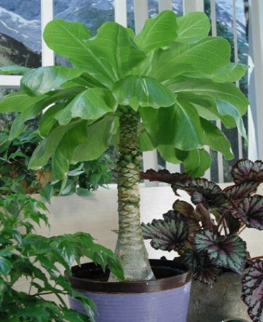 Brighamia insignis 'Hawaiian or Vulcan Palm'