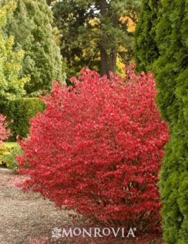 Burning Bush 'Cole's Compact'