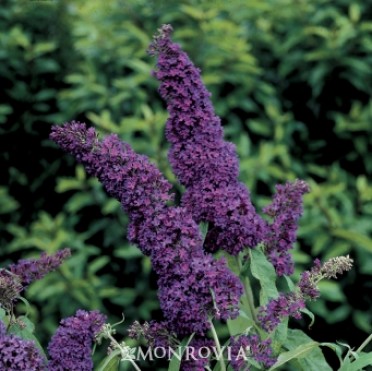 Butterfly Bush 'English Butterfly Purple Emperor'