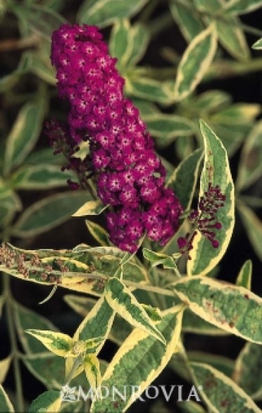 Butterfly Bush 'Harlequin'