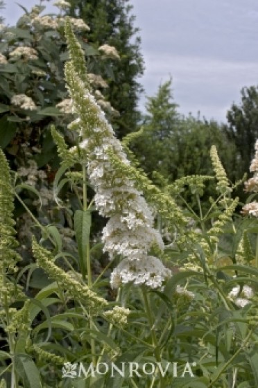 Butterfly Bush 'Petite Snow'